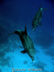 Lovely free swimming dolphins near Abu Nuhas, Red Sea, Eg... by Justin Williams 